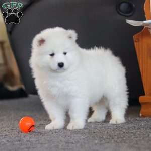 Millie, Samoyed Puppy